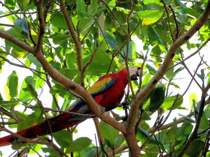 Manuel Antonio Costa Rica 