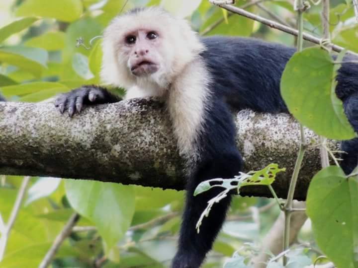 Manuel Antonio Costa Rica 