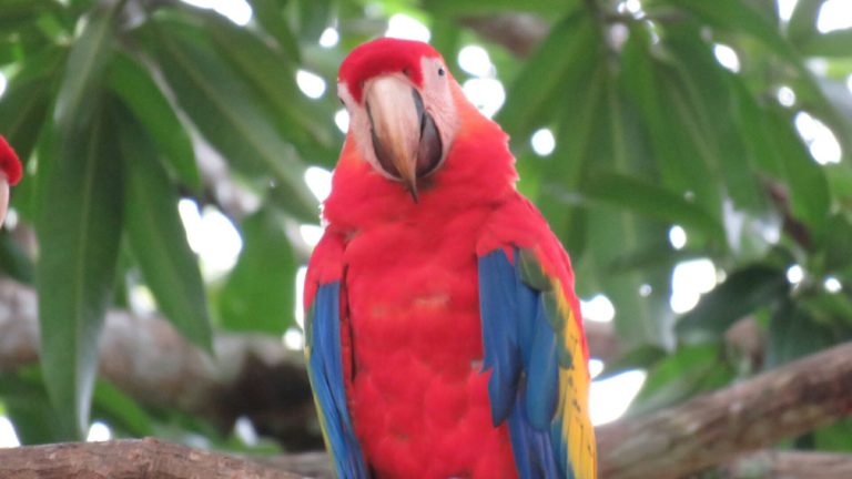 Palo Verde Boat Ride Wildlife and Nature Lovers Trips to Costa Rica