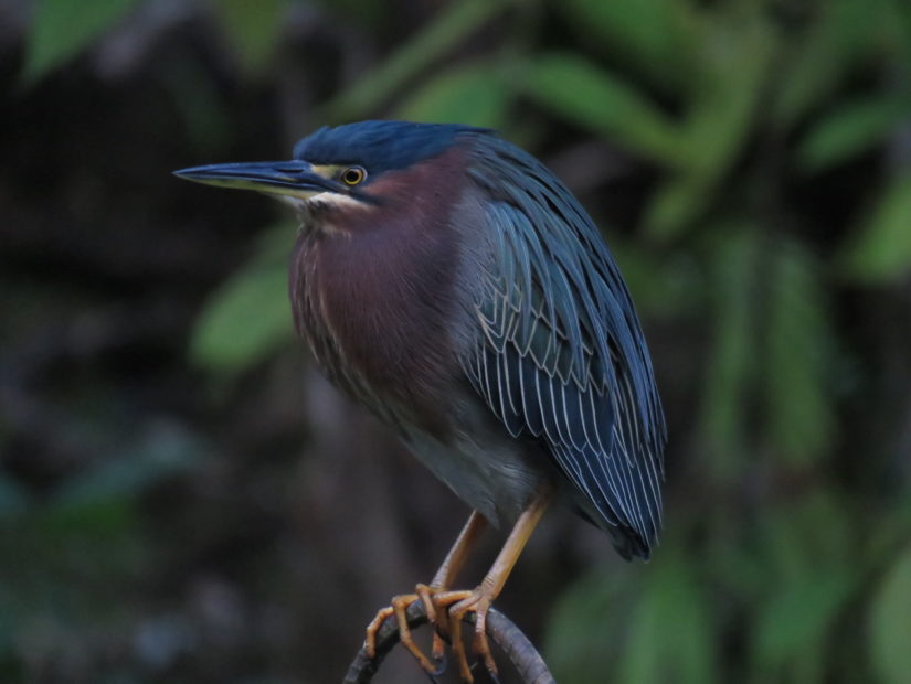 Wildlife Tours in Guanacaste