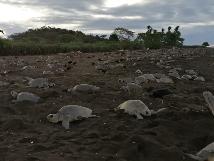 Playa Ostional