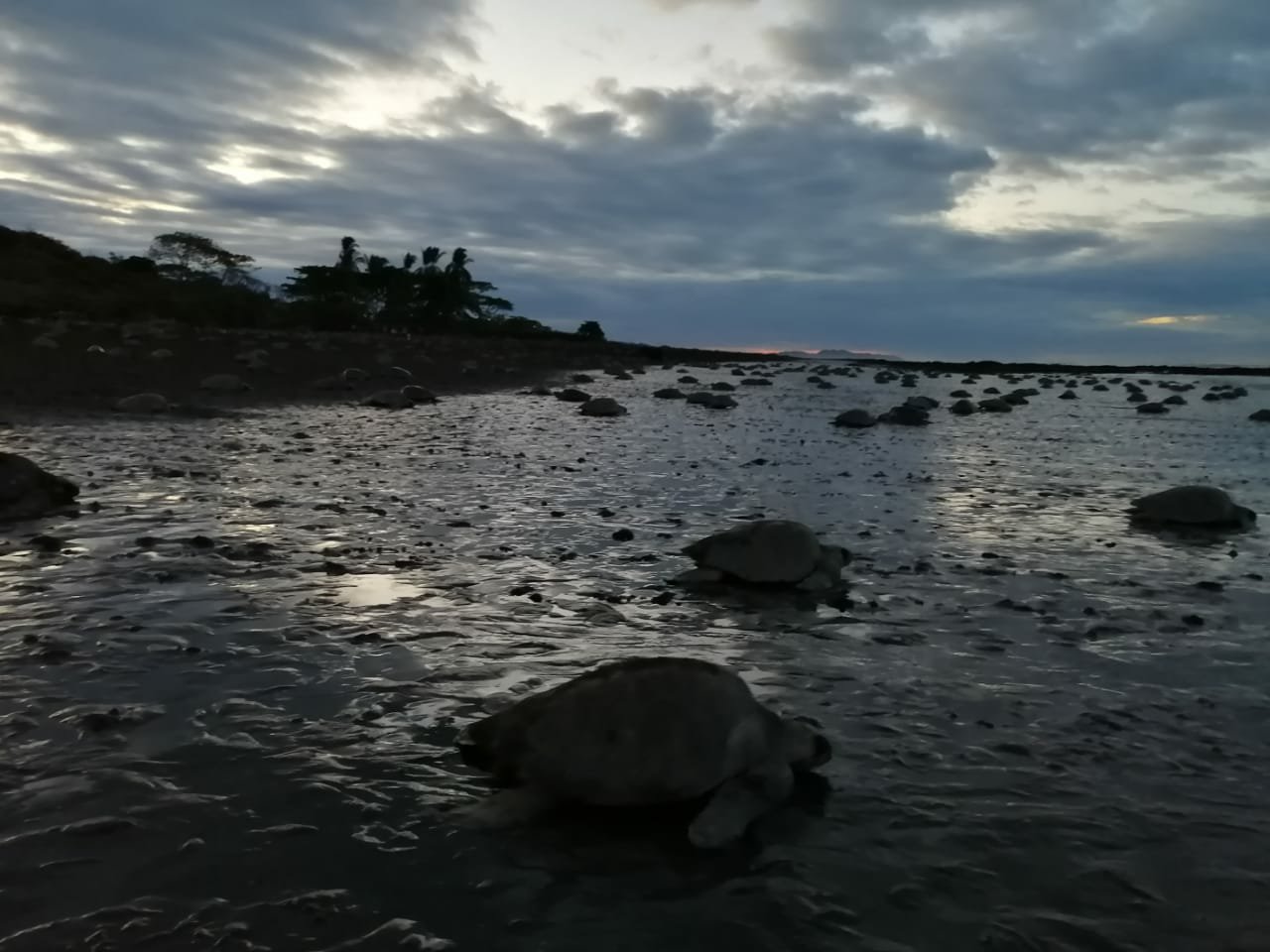 Playa Ostional