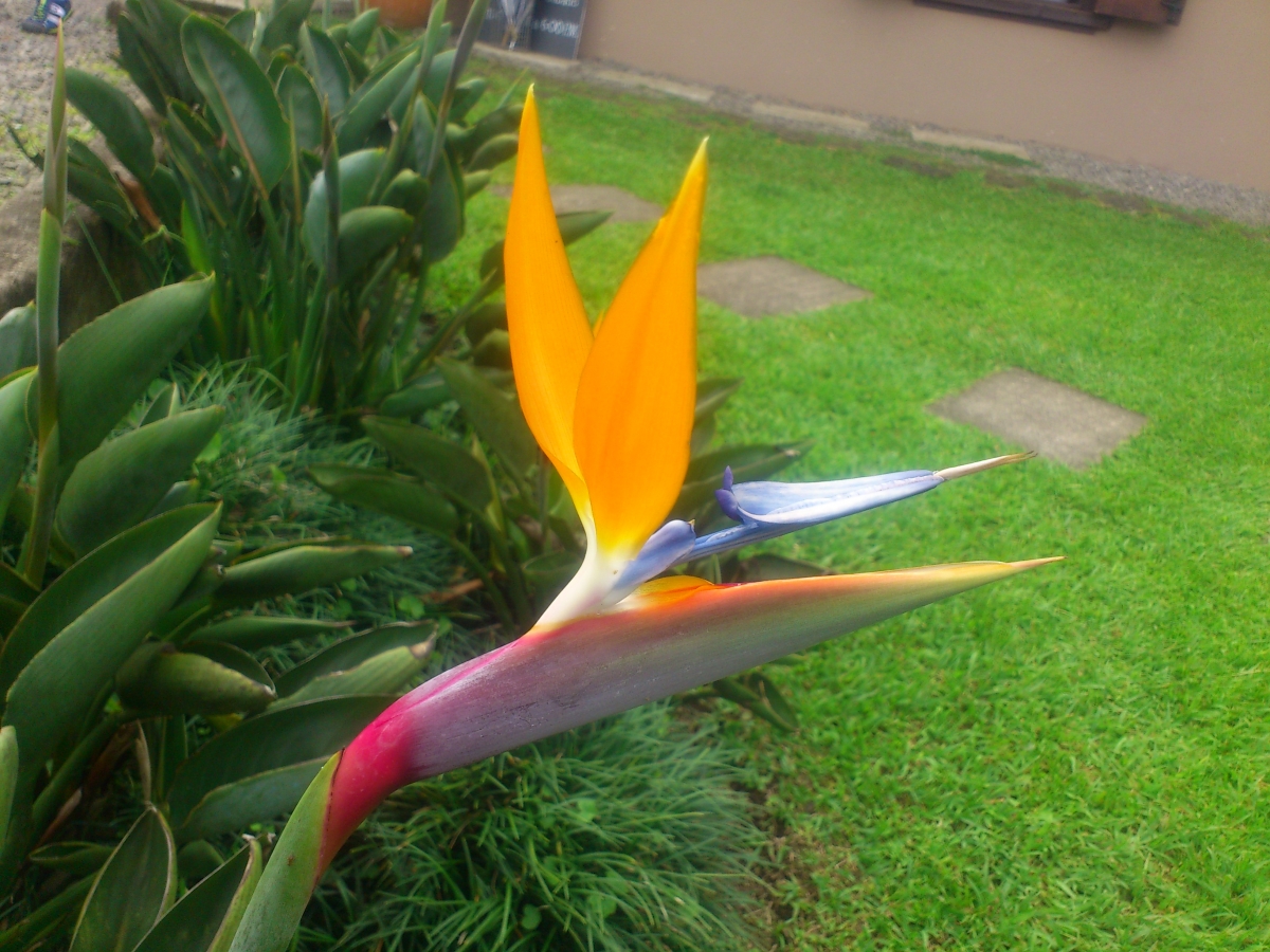 Bird of Paradise