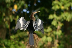 ANHINGA