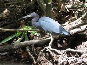 littleblueheron